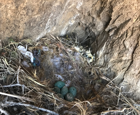 RIP, raven babies.